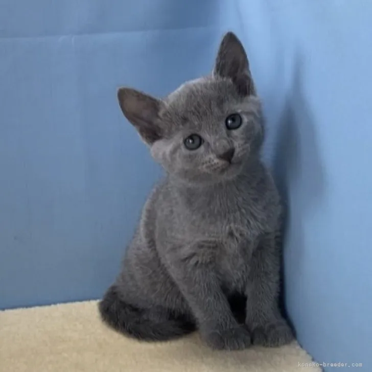ID:2306-03754の子猫