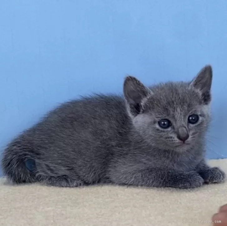 ID:2405-02124の子猫