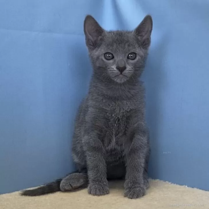 ID:2406-02394の子猫