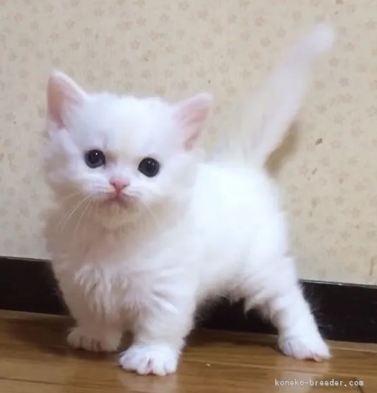 apopon 様のお迎えした子猫