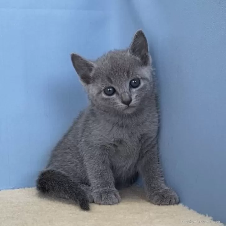 ID:2405-02126の子猫