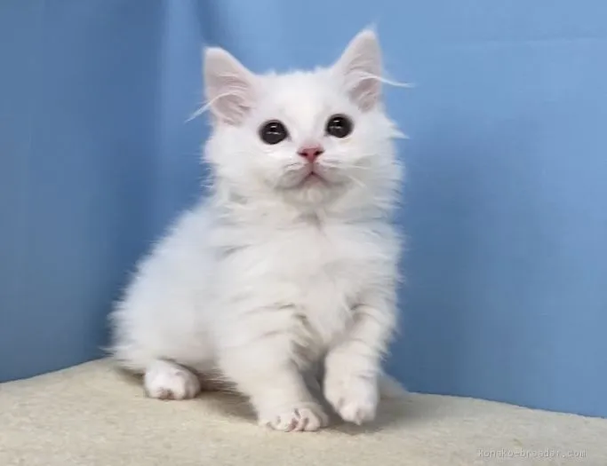 稲葉 様のお迎えした子猫