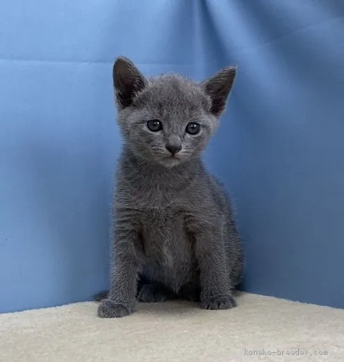 Yumi 様のお迎えした子猫