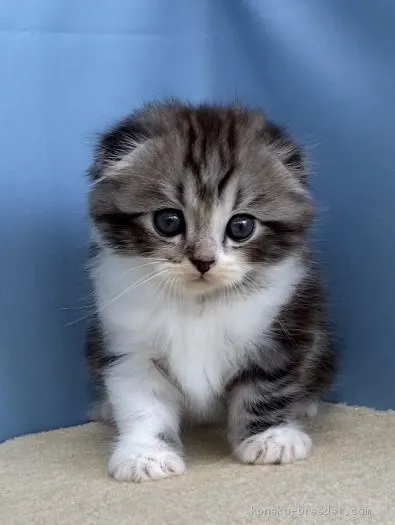 ID:2008-00002の子猫