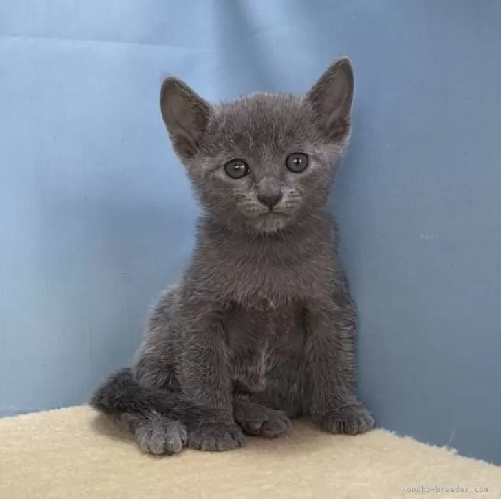 ID:2408-00629の子猫