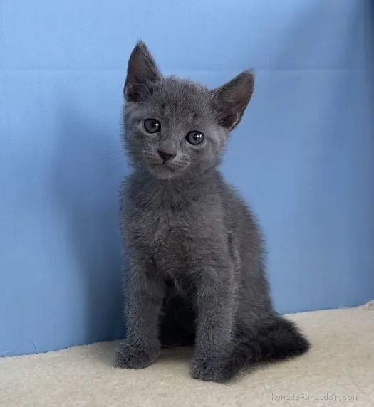 YA 様のお迎えした子猫