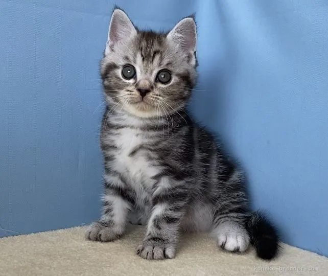 ID:2108-02342の子猫