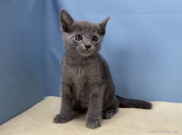 ID:2106-01599の子猫