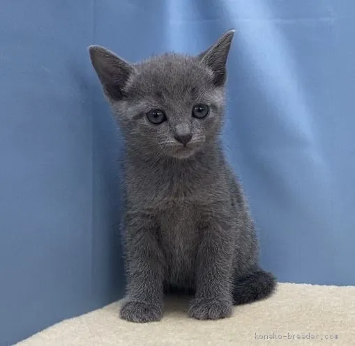 ID：2010-01137の子猫