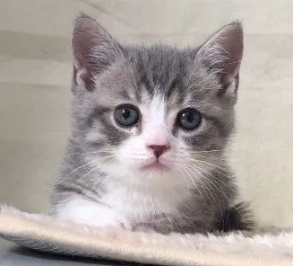 ID：1612-00051の子猫