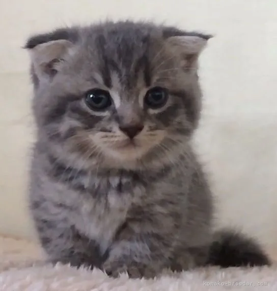 ID：1607-00912の子猫