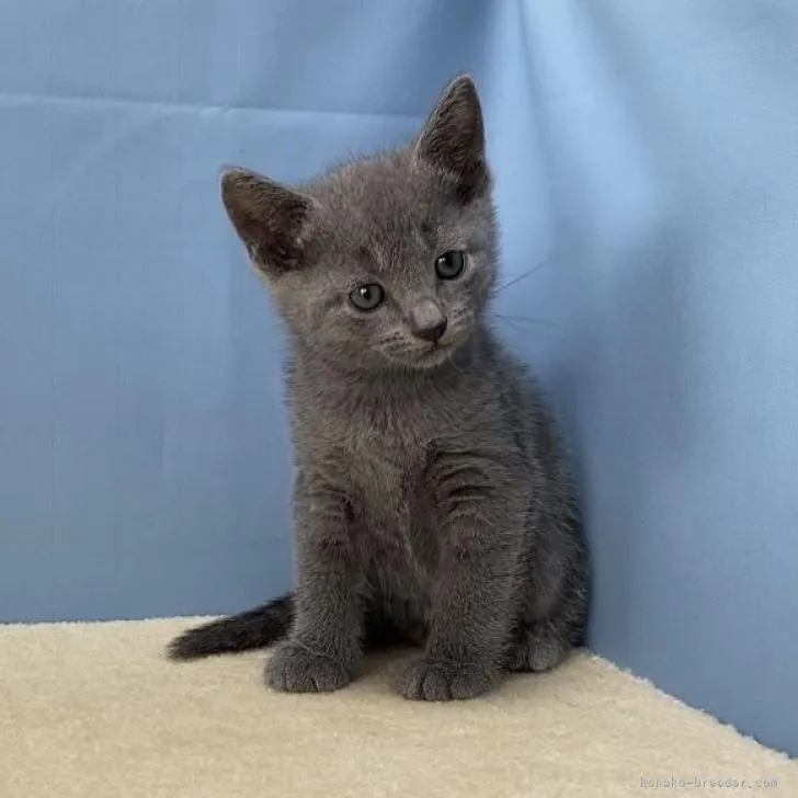 ID:2207-00577の子猫