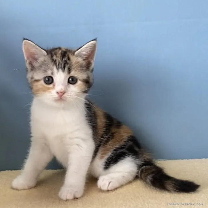 ID：2308-03006の子猫