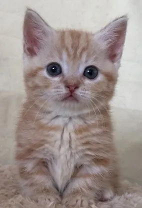 ID：1610-00412の子猫