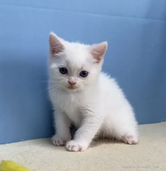 ナカ 様のお迎えした子猫