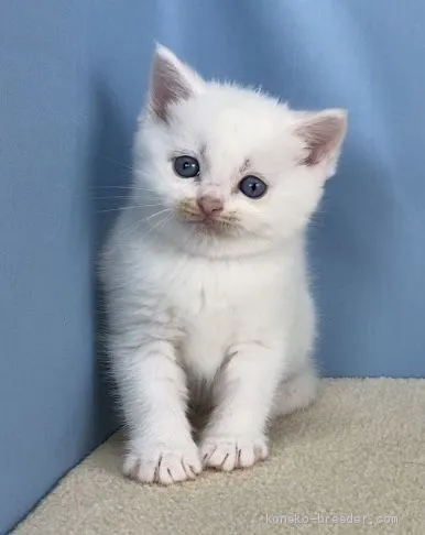 ID：2005-00020の子猫