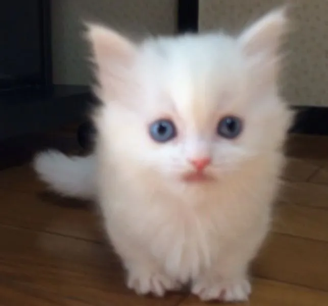 ID：1501-00131の子猫