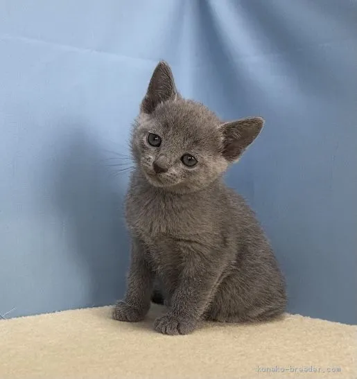 ID：2101-01660の子猫