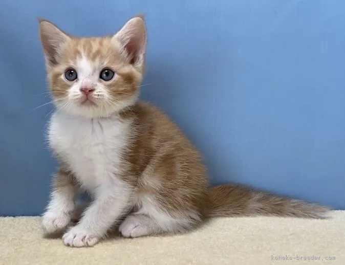 ID：2108-01084の子猫