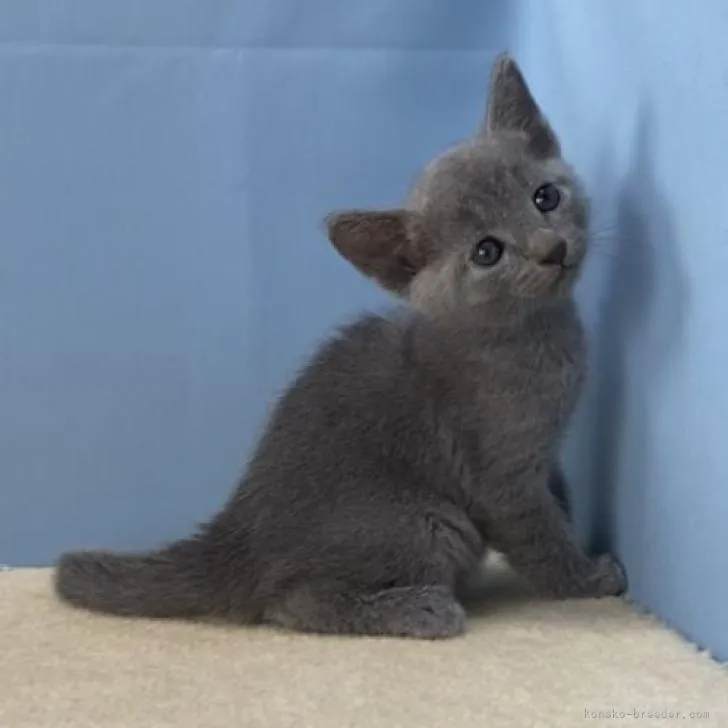ID:2209-00534の子猫