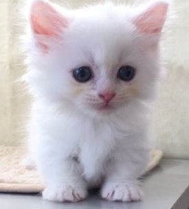 マンチカン【群馬県・男の子・2016年7月30日・ホワイト】の写真「カワイイ短足君です。」