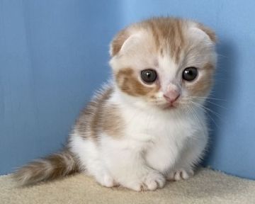 マンチカン(短足)【群馬県・男の子・2021年7月10日・レッドタビー&ホワイト】の写真「カワイイ短足、耳折れくんです:)」