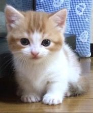 マンチカン【群馬県・女の子・2016年7月7日・レッドタビー&ホワイト】の写真「カワイイ短足ちゃんです。」