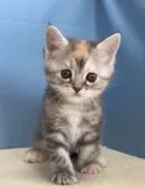 マンチカン(長足)【群馬県・女の子・2020年2月14日・トーティーシェル】の写真1