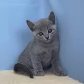 ロシアンブルー【群馬県・女の子・2024年4月9日・ブルー】の写真1