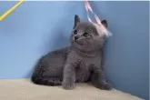 ロシアンブルー【群馬県・男の子・2024年4月9日・ブルー】の写真2