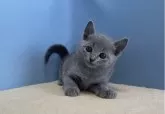 ロシアンブルー【群馬県・女の子・2024年4月9日・ブルー】の写真4