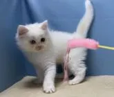 マンチカン(長足)【群馬県・男の子・2022年6月2日・ホワイト】の写真4