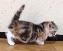 マンチカン【群馬県・女の子・2016年2月2日・】の写真4