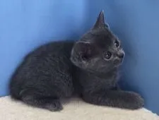 ロシアンブルー【群馬県・女の子・2020年1月13日・ブルー】の写真5