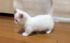 マンチカン【群馬県・男の子・2015年9月2日・】の写真5