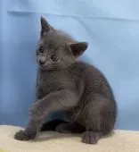 ロシアンブルー【群馬県・女の子・2020年10月3日・ブルー】の写真5