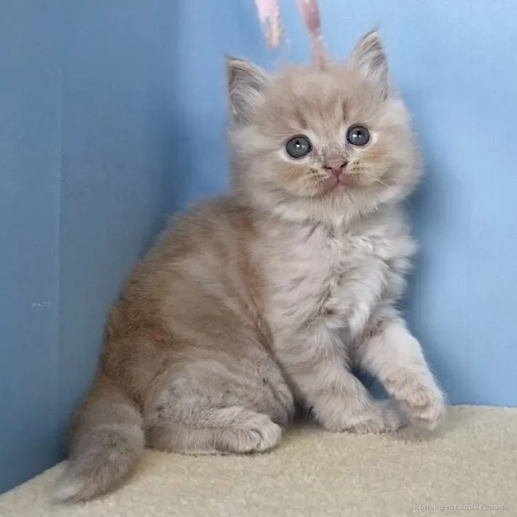 ID：2510-03166の子猫