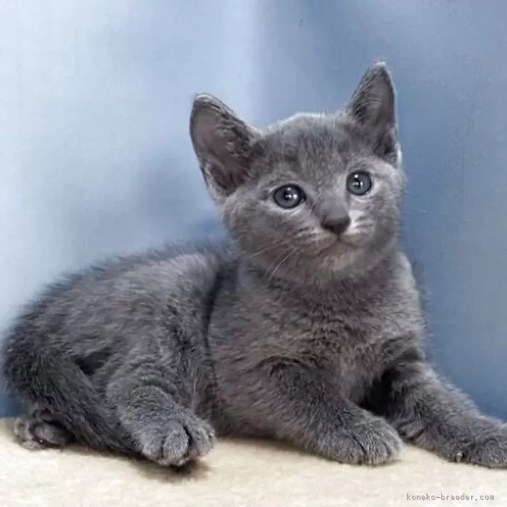 ロシアンブルー【群馬県・男の子・2025年9月30日・ブルー】の写真1