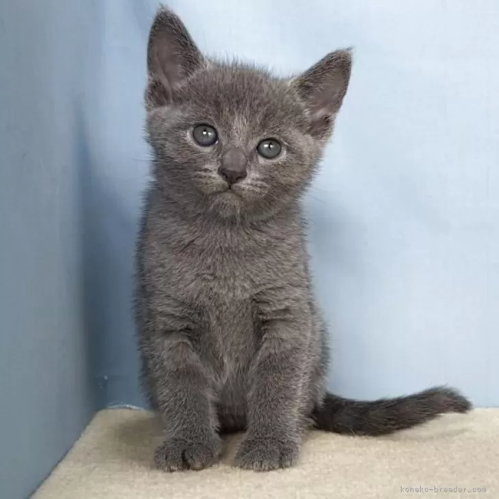 テッシー 様のお迎えした子猫