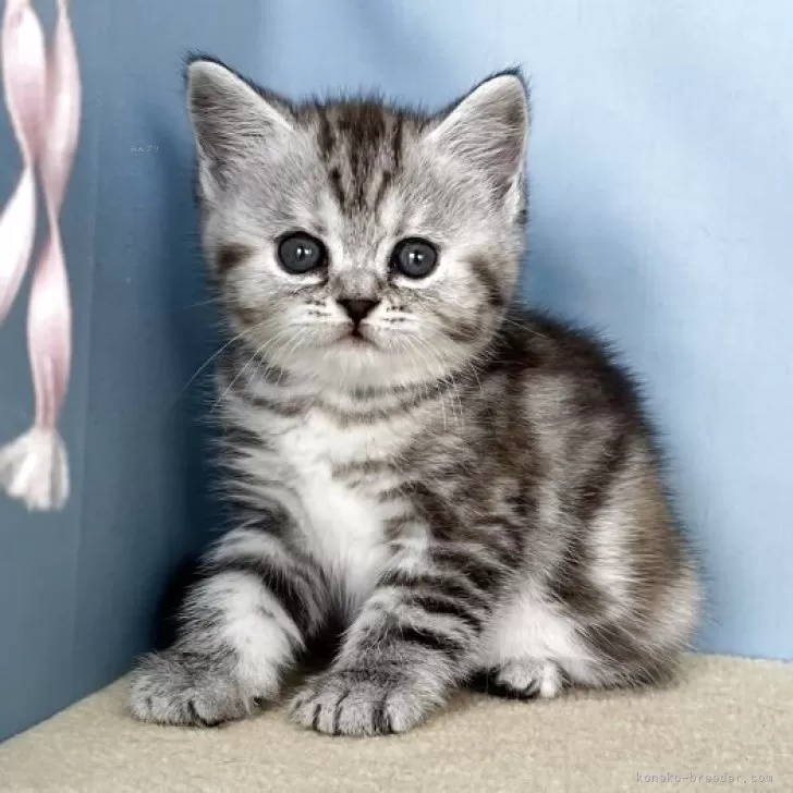 ID：2508-02443の子猫