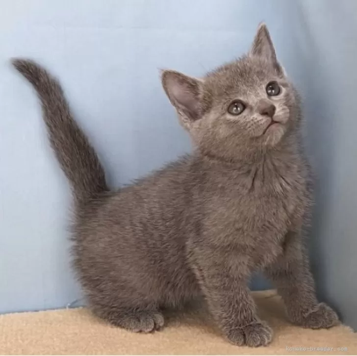 ロシアンブルー【群馬県・女の子・2025年10月30日・ブルー】の写真1