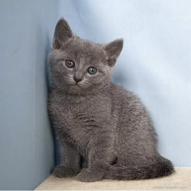 ID：2505-02535の子猫