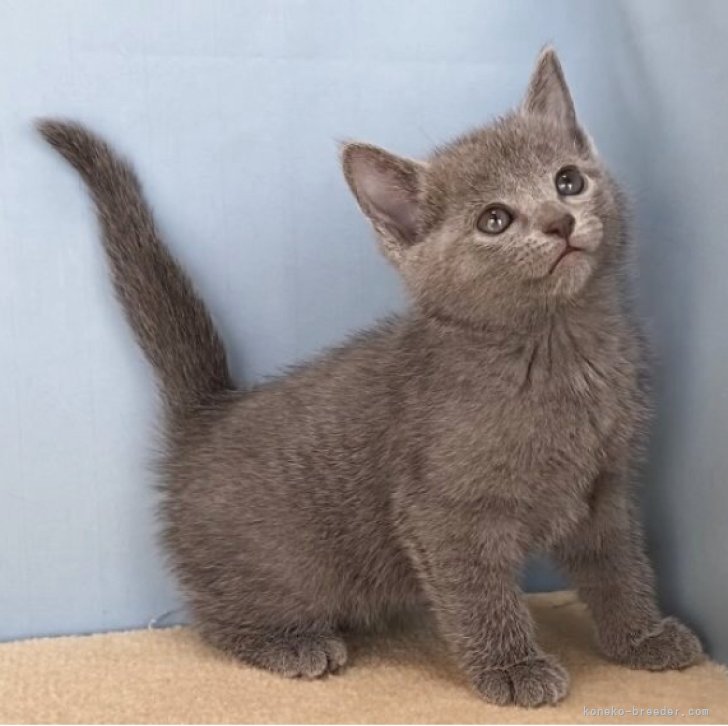 ブリーダー画像