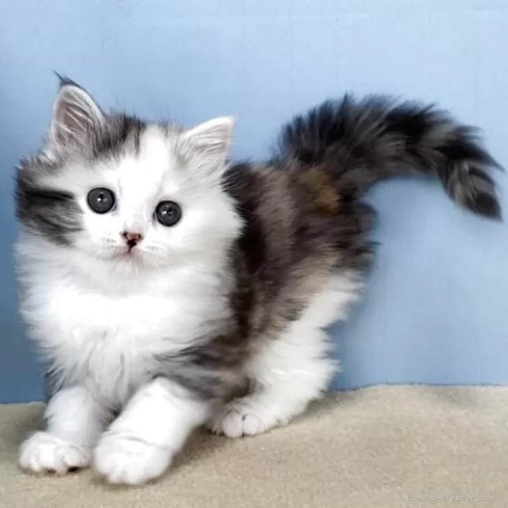 ID：2605-02254の子猫
