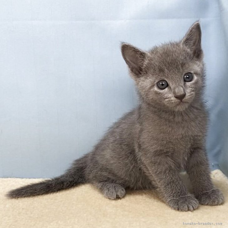 ブリーダー画像