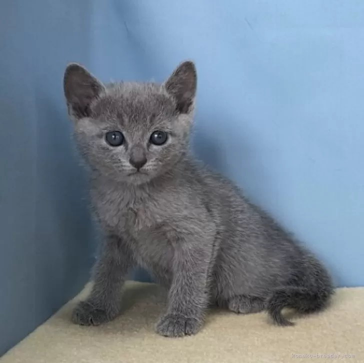 ID:2503-02392の子猫