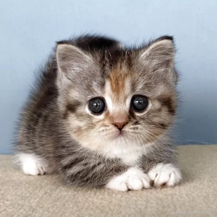 ID：2605-03439の子猫