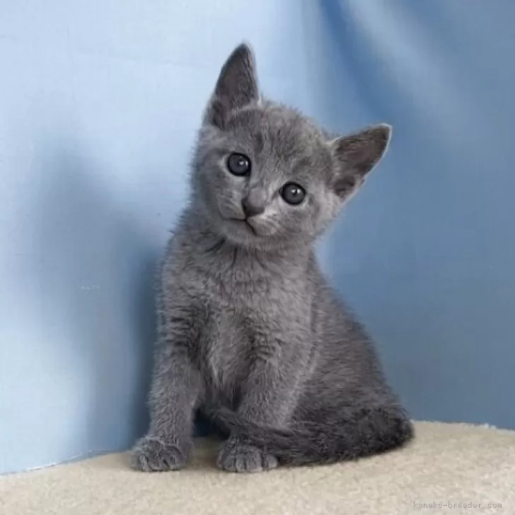 H.A 様のお迎えした子猫