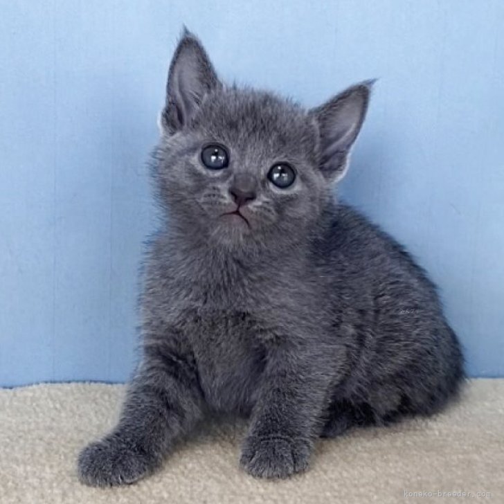 ブリーダー画像