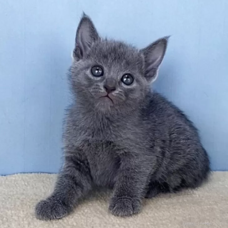 ロシアンブルー【群馬県・女の子・2025年10月30日・ブルー】の写真1